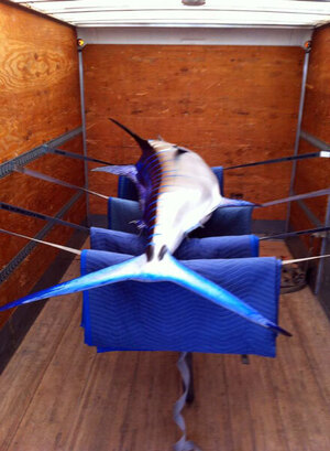 A blue and white swordfish suspended on tarp straps strung in the back of a Leduc Truck Servicesemi-trailer